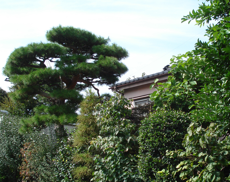 daikanyama 1