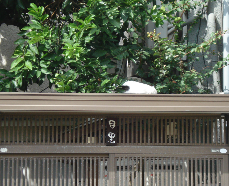daikanyama 2
